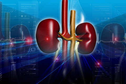kidneys-and-bladder-care